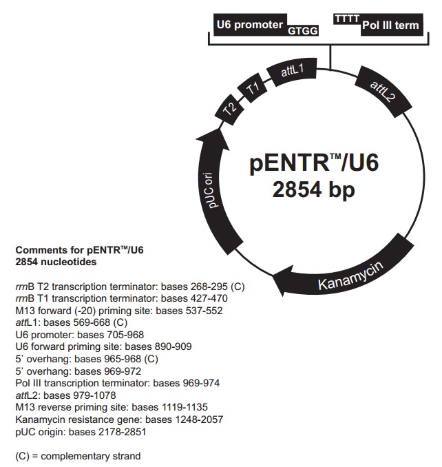 pENTR U6载体图谱